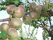 World Mission Trust